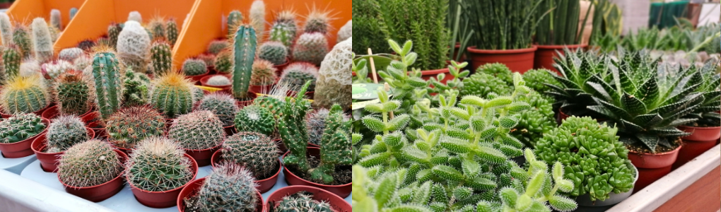 Cactussen en Vetplanten kopen bij GroenRijk Maasbree