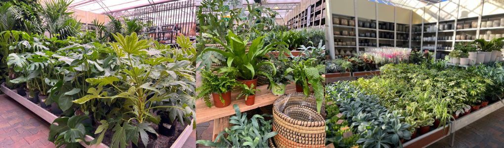 Groene kamerplanten kopen bij GroenRijk Maasbree