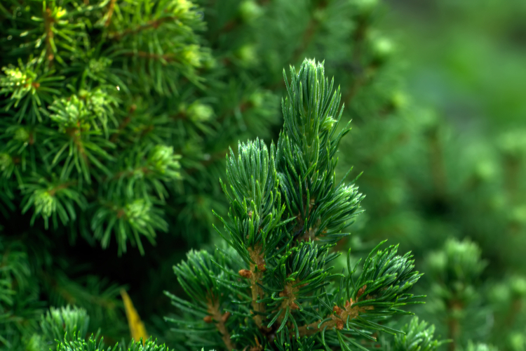 picea glauce conica