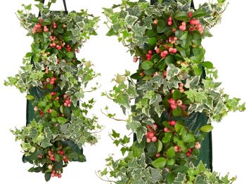 Gaultheria en Hedera in wandhanger. Een supersterk stel!