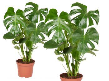 Monstera deliciosa: wonderlijke gatenplant