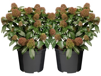 Skimmia japonica 'Rubella': wintergroene schoonheid