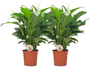 Spathiphyllum 'Sweet Lauretta' bloeit uitbundig