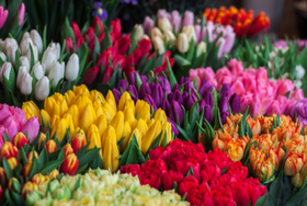 Tulpen: toppers tegen de winterdip