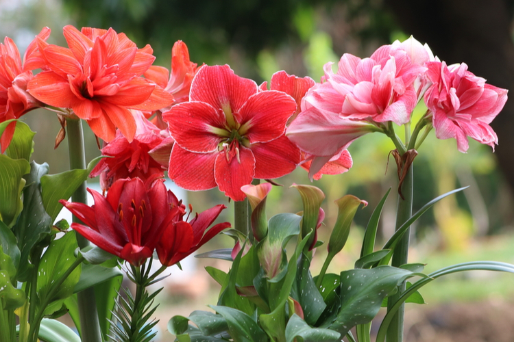 tuinplanten