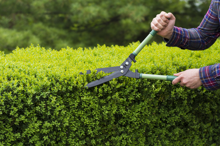 tuinplanten